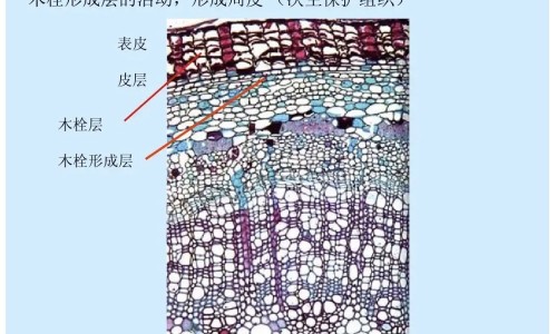 肠癌晚期吃什么中药好网-分享肠癌晚期吃什么中药好一点，肠癌晚期吃什么中药好一点知识库